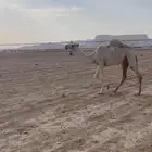 مفروده طيبه للبيع