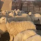 حريات متابيع