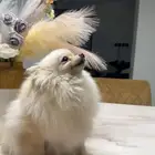 كلبة بومرينيان سوبر مني انثى