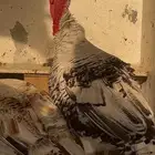 دجاج رومي