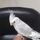 مطلوب ازواج كروان