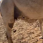خلفه عونيه مصغر تحتها قعود