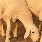 رخال صنف الصنف فواخر