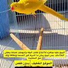 اناثي ذره لاتينو