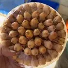 طيور التين او طيور د خ ل
