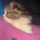 سكوتش فولد تربل فولد بيرشن