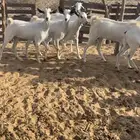 جفار للبيع