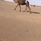 ضرايب مجاهيم كفو