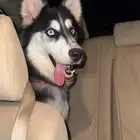 كلب هاسكي