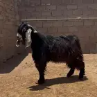 فحل عارضي صنف