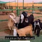 معزا مطافيل