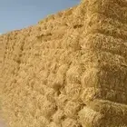 تبن شد طيب ناعم