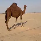 ناقه ساحليه حمرا كفو