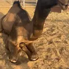 بكره صفرا