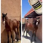 خيل خلطة حراره الخيول خلطه جروح الخيل