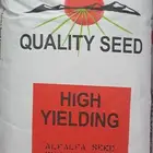 بذور برسيم امريكي سرالصحراء كاف 101