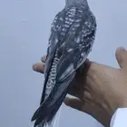 ببغاء كروان هولندي فقط 180ريال