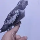فرخ كروان هولندي 180ريال