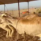 غنم امدرمانيه مزاين