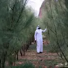 moringa