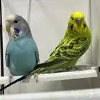 ابي 2 بادجي اليفة عمرها شهرين