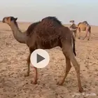 مفرود حاشي قعود