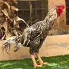 طقم دجاج فارسي فيومي نادر