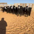 عوارض جذعات