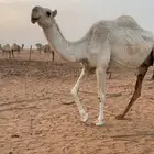 خفوت مبيوع ولدها قبل 15 يوم ضريبة