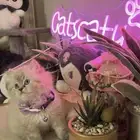 قطه هملايا بيور