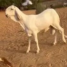 خروف ساكني ابيض خصم