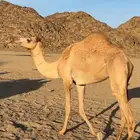 بكره حره صافيه