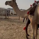 خلفات للبيع