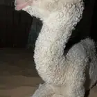 حوار ضيار فردي