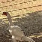 للبيع ديك و دجاجه شامو