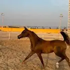 مهره واهو فاخرة