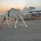 ضريبه وضحى كفو