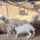 غنم حري ثنتين ولد وحده ولده 3 شهور