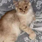 قطط