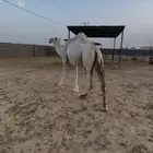 لقحه