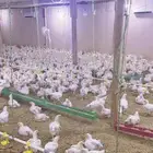 دجاج لاحم اوزان من 1000 الى 1800