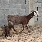 عنز متومه تحتها تيس وجفره