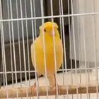 ذكر كناري كرست شرط تغريد