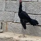 دجاج سندي