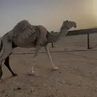 ضروبه وضحاء