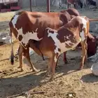 بقرة ناتج للبيع