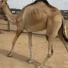 للبيع قعود طوع بالراس