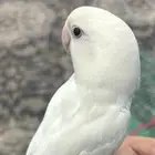 روز البينو اليف ( تم البيع )