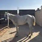 فرس