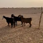 للبيع 2 مع الفحل و 1 متبع معها جمده طيبات